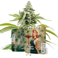 Apple Fritter - Cannabis Seeds by Azarius Seeds