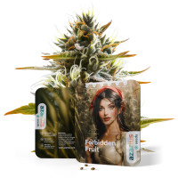 Forbidden Fruit Auto