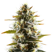 Forbidden Fruit Auto