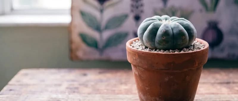 A mature peyote cactus (Lophophora williamsii) with smooth blue-green spineless ribs in a terracotta pot of pumice grit on a rustic wooden table