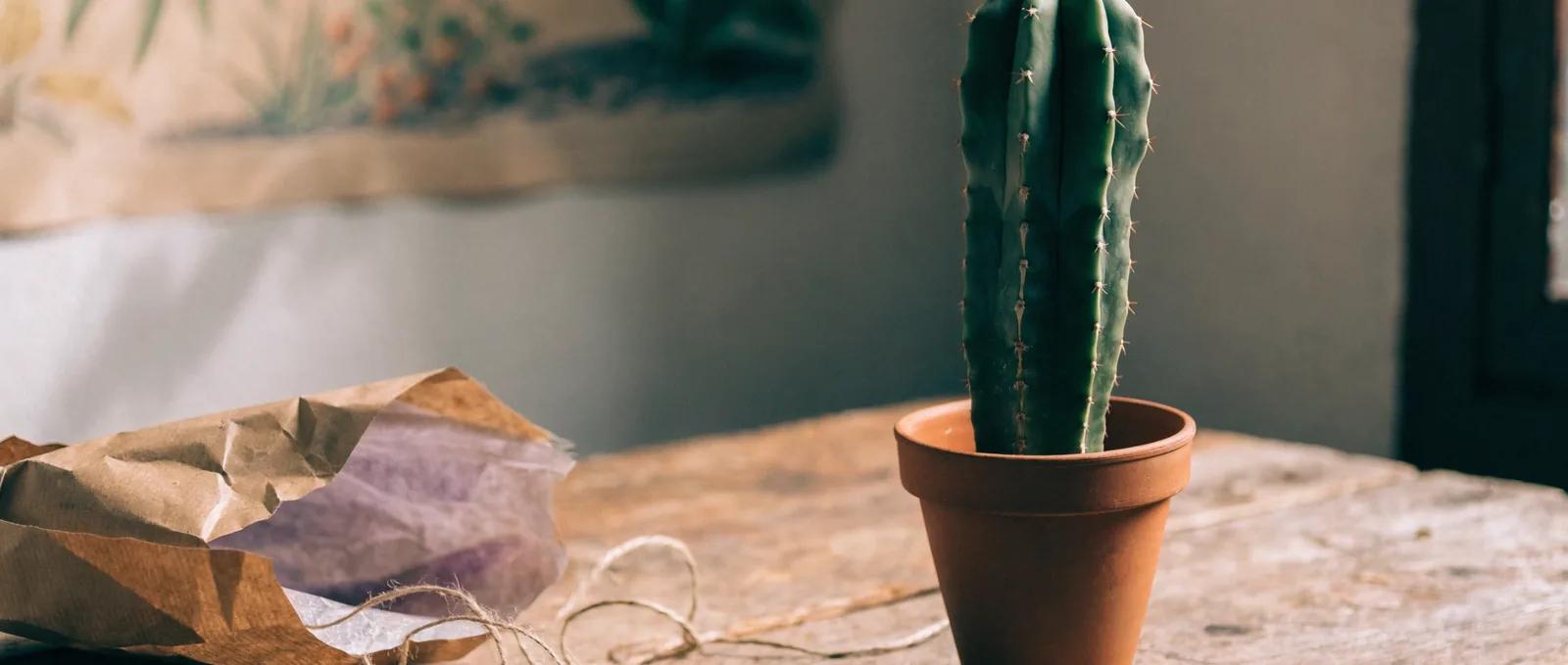 San Pedro Cactus Care: First-Year Guide for New Owners