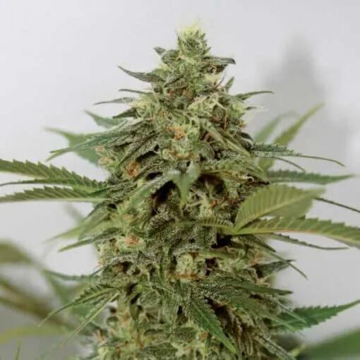 Amnesia Lemon Pie
