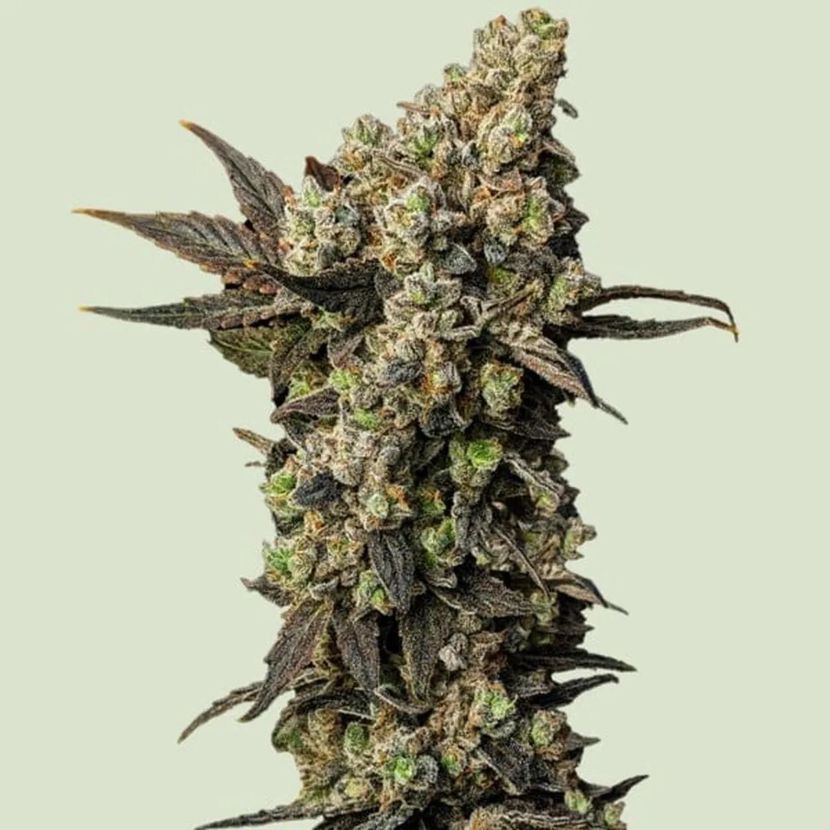 Astro Lemonade F1