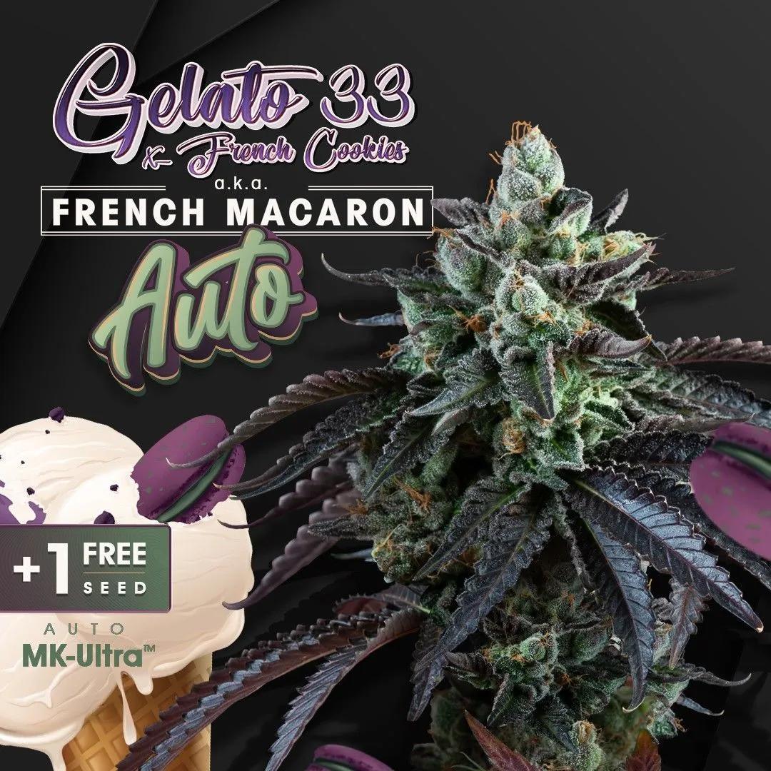Auto French Macaron (T.H.Seeds)
