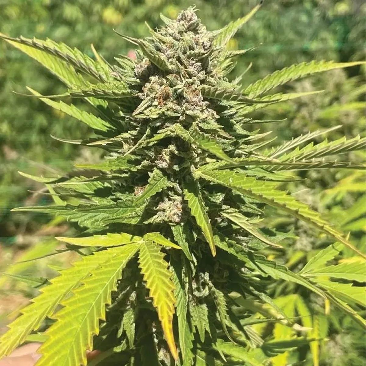 Banana Melt