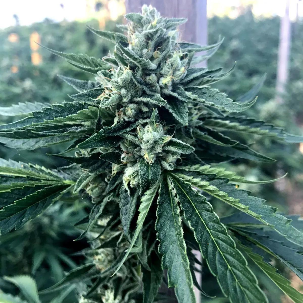 Cinnamon Buddha OG (Humboldt Seed Organization)