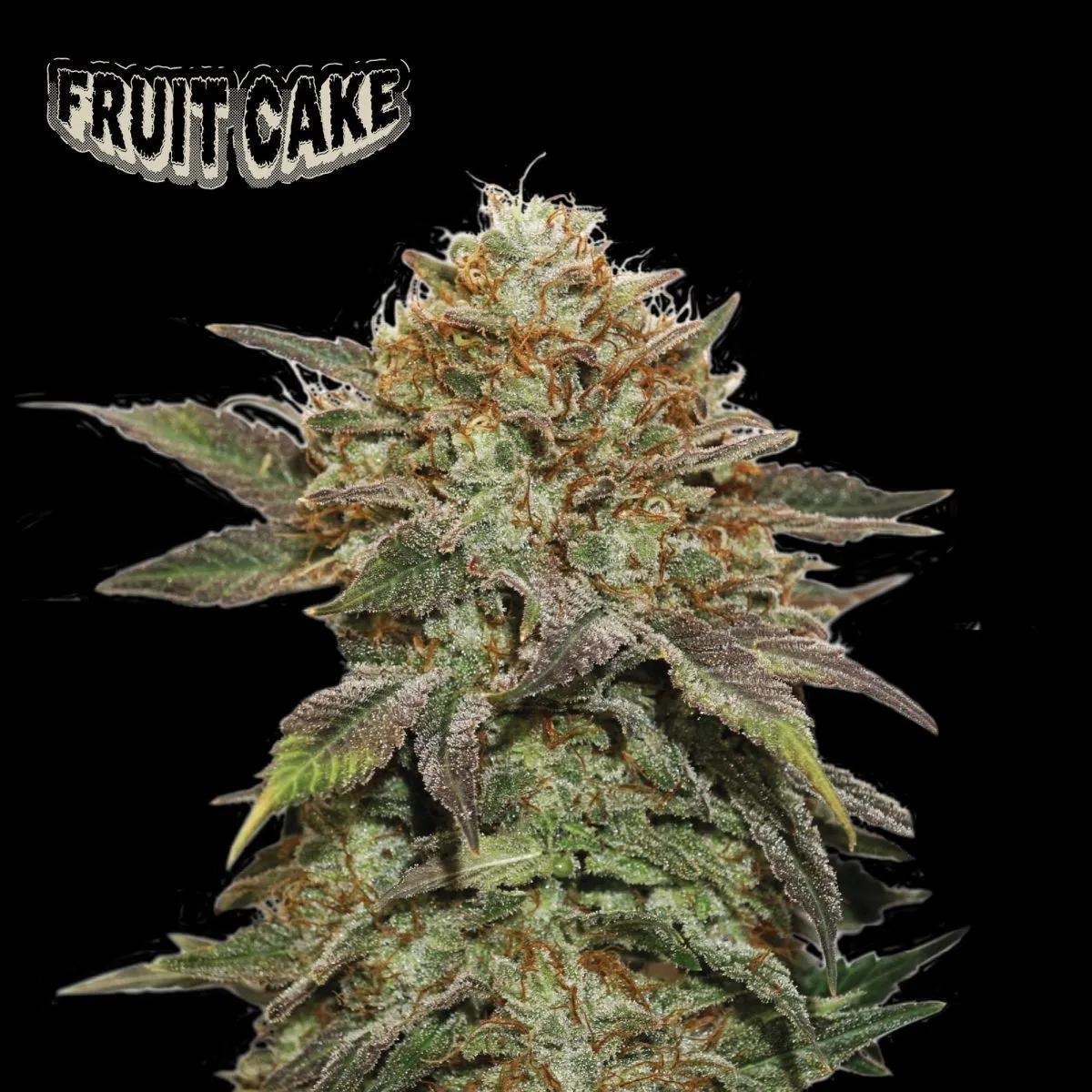 Fruit Cake (Seedstockers)