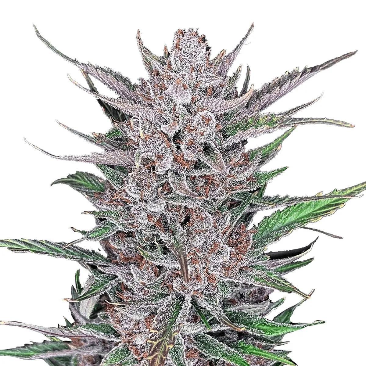 Gorilla Punch