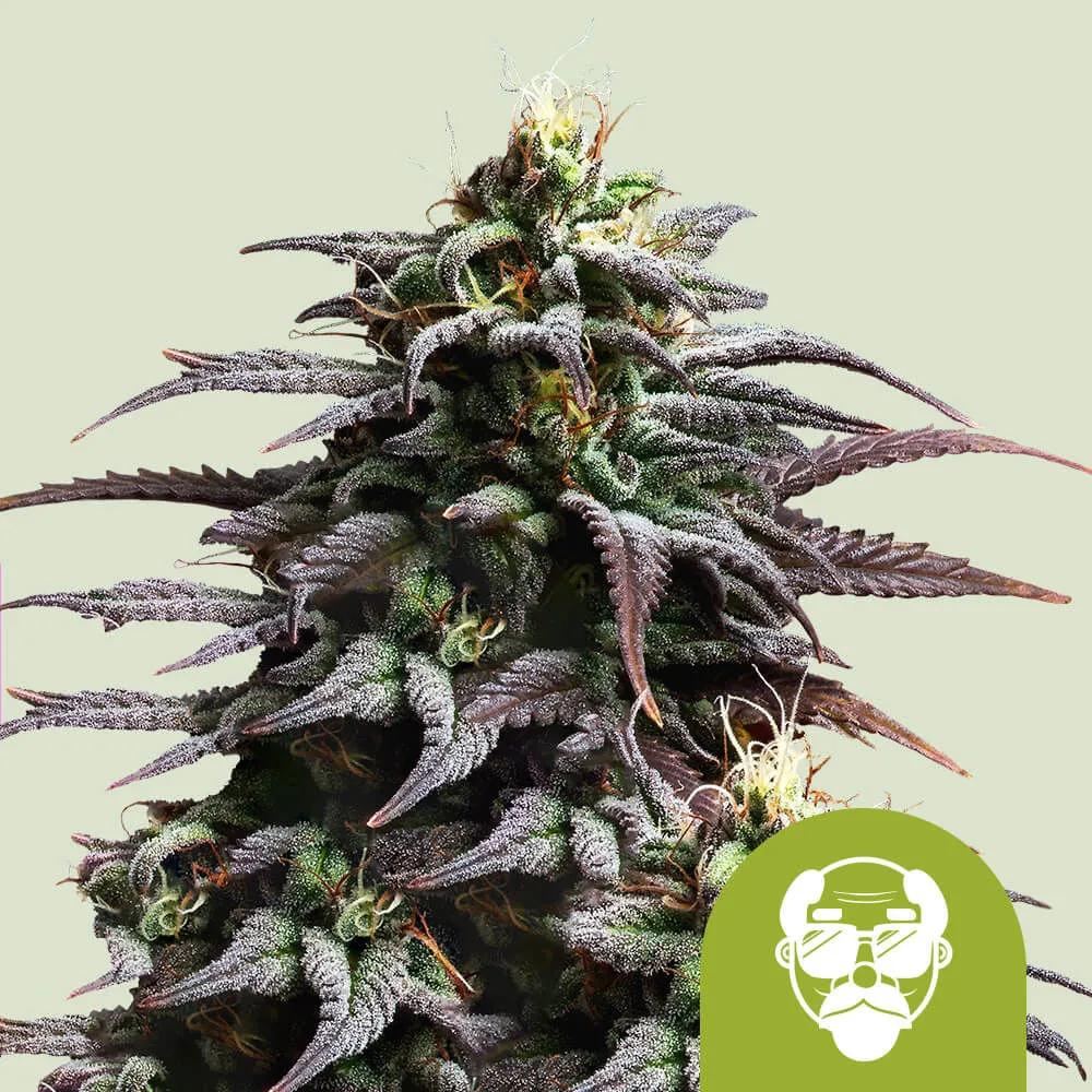 Granddaddy Purple