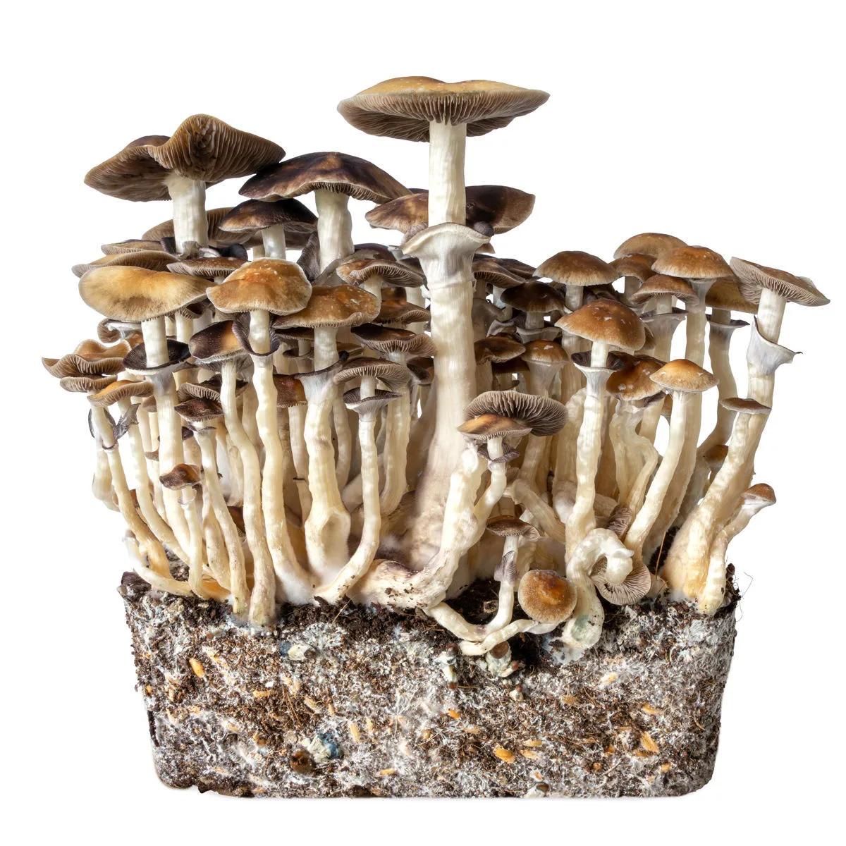 Hawaii Liquid Culture Syringe (Acid Shroomz)