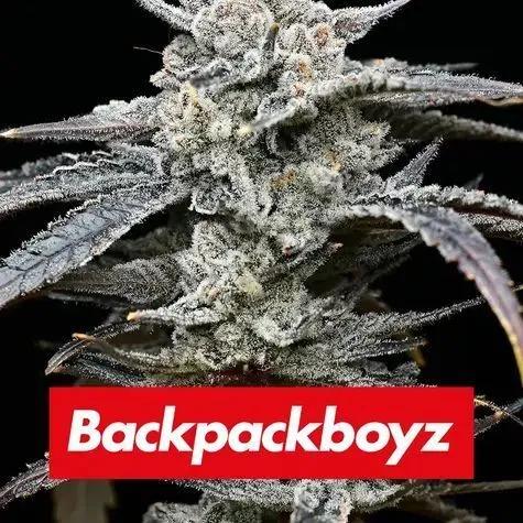 Lemon Cherry Gelato (Barney's Farm x Backpackboyz)