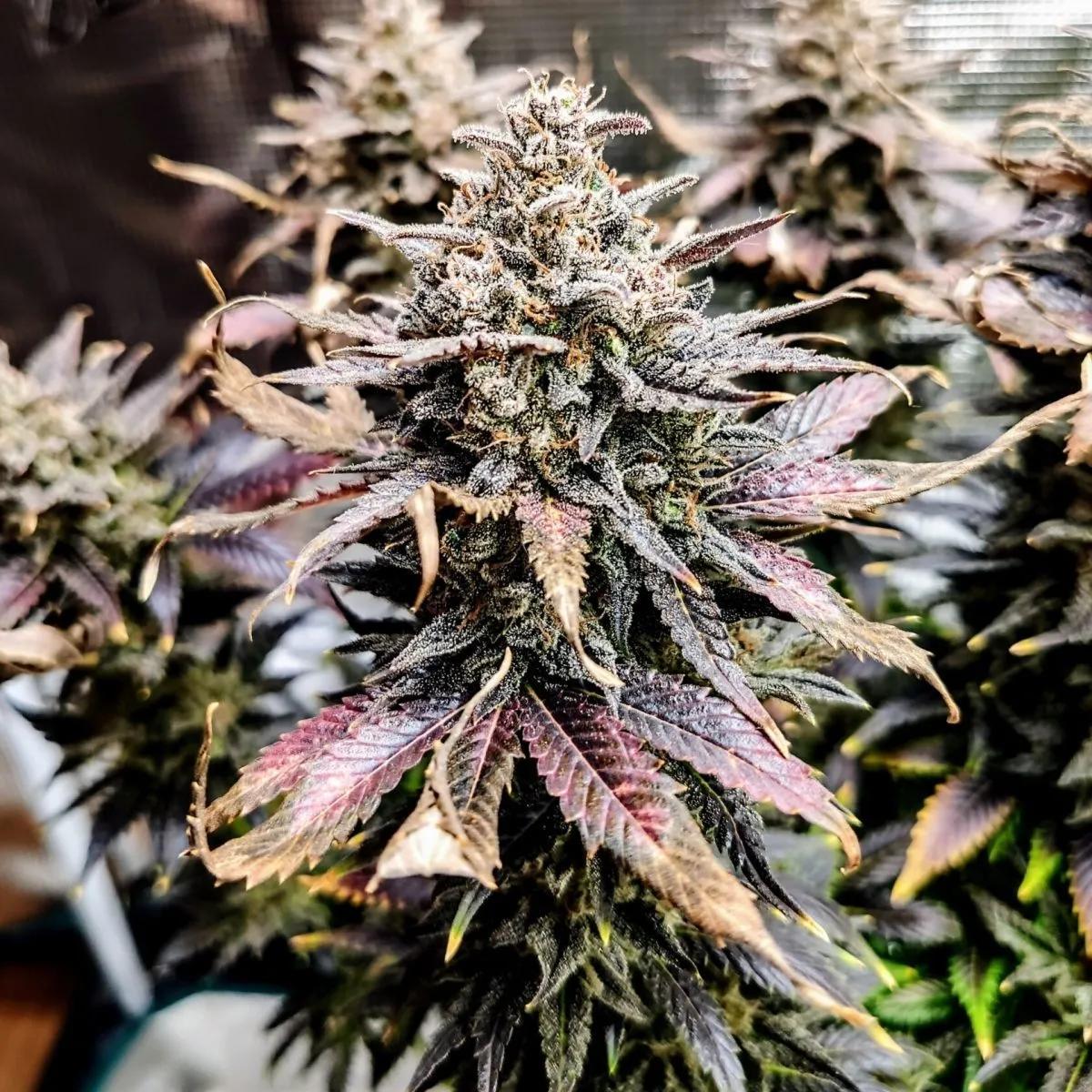 Mimosa