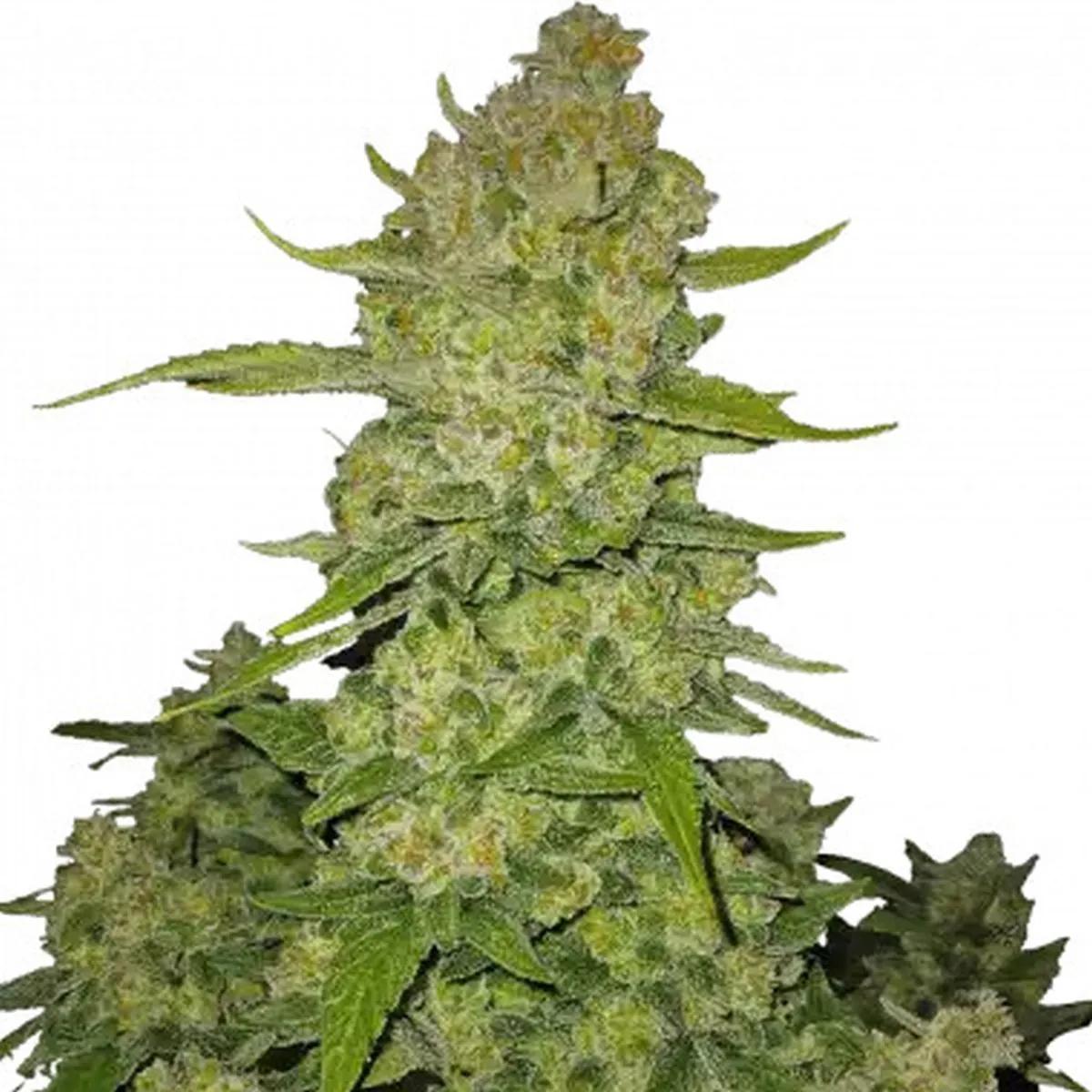 Papaya Cookies