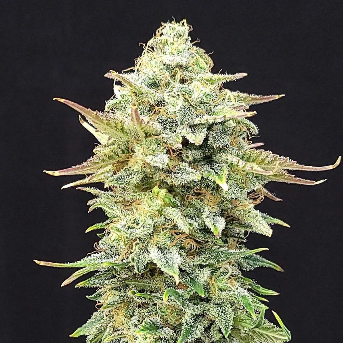 Pineapple Dream