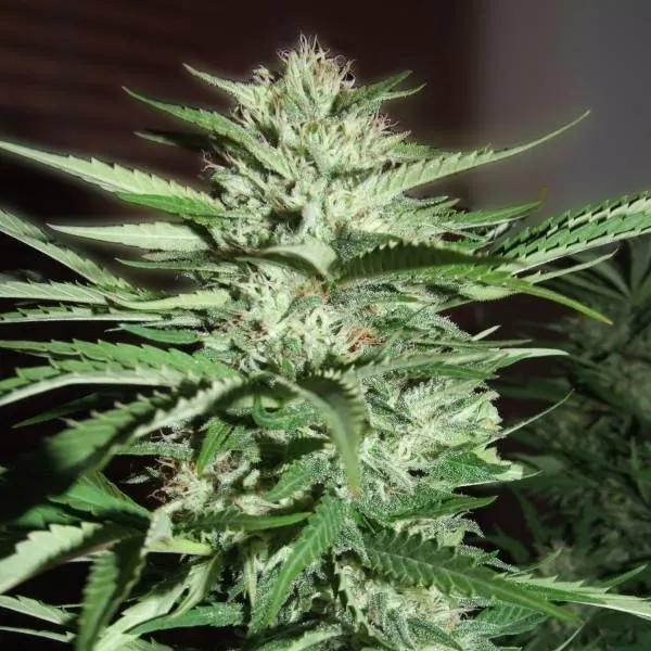 Pineapple Express