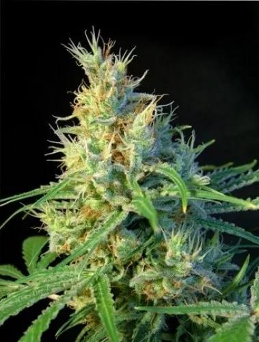 Psicodelicia