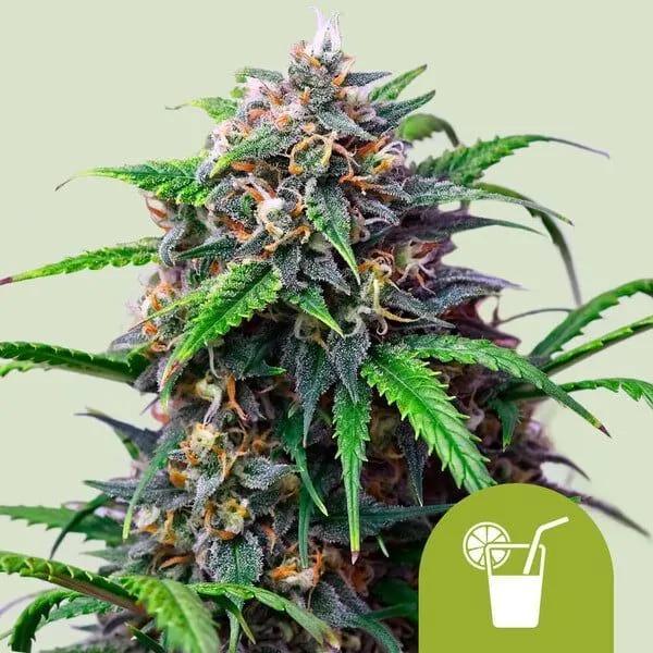 Purple Lemonade