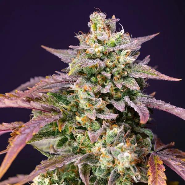 Purple Punch OG XL