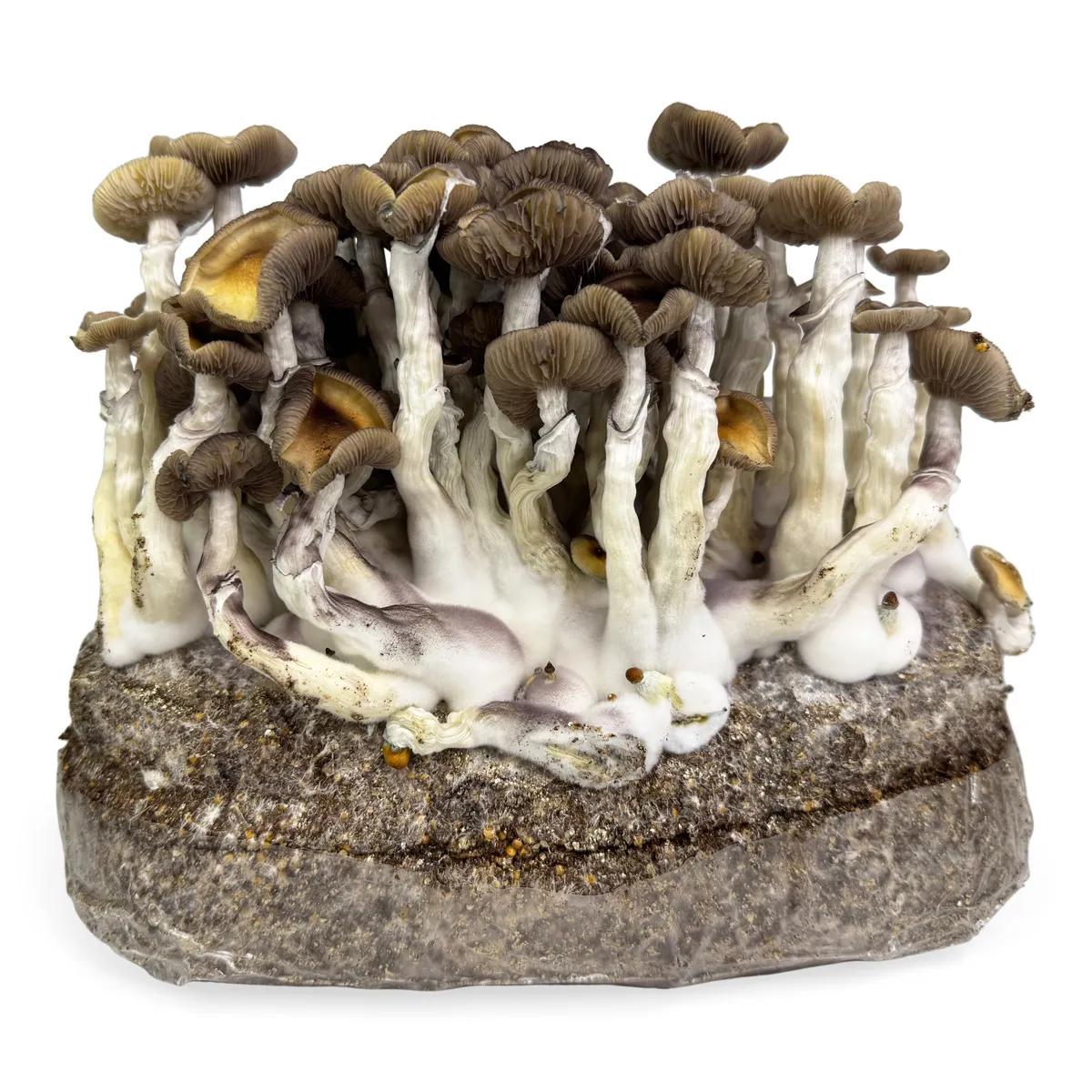 Ready-2-Grow Bag 'Golden Teacher'