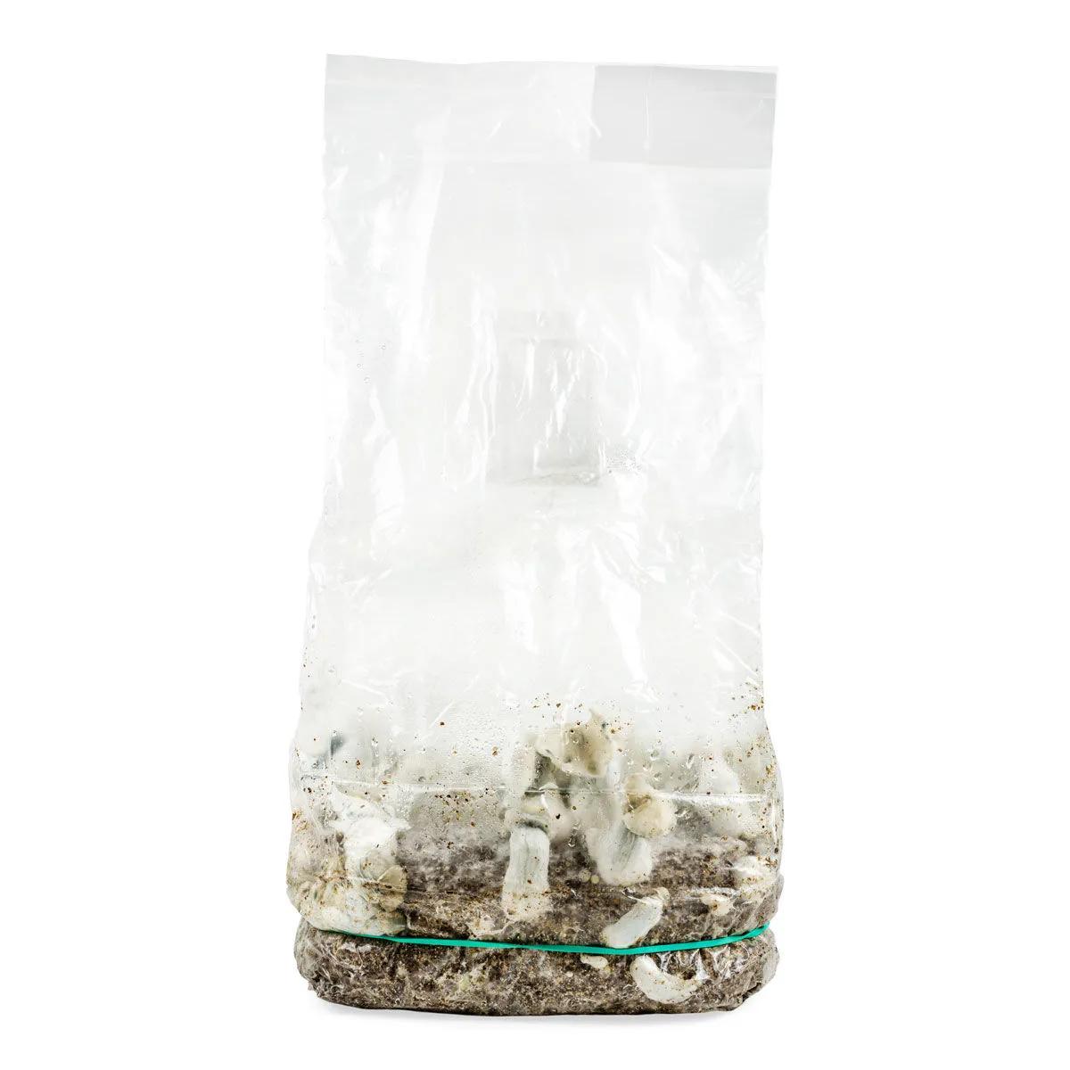 Ready-2-Grow Bag 'Jack Rabbit'