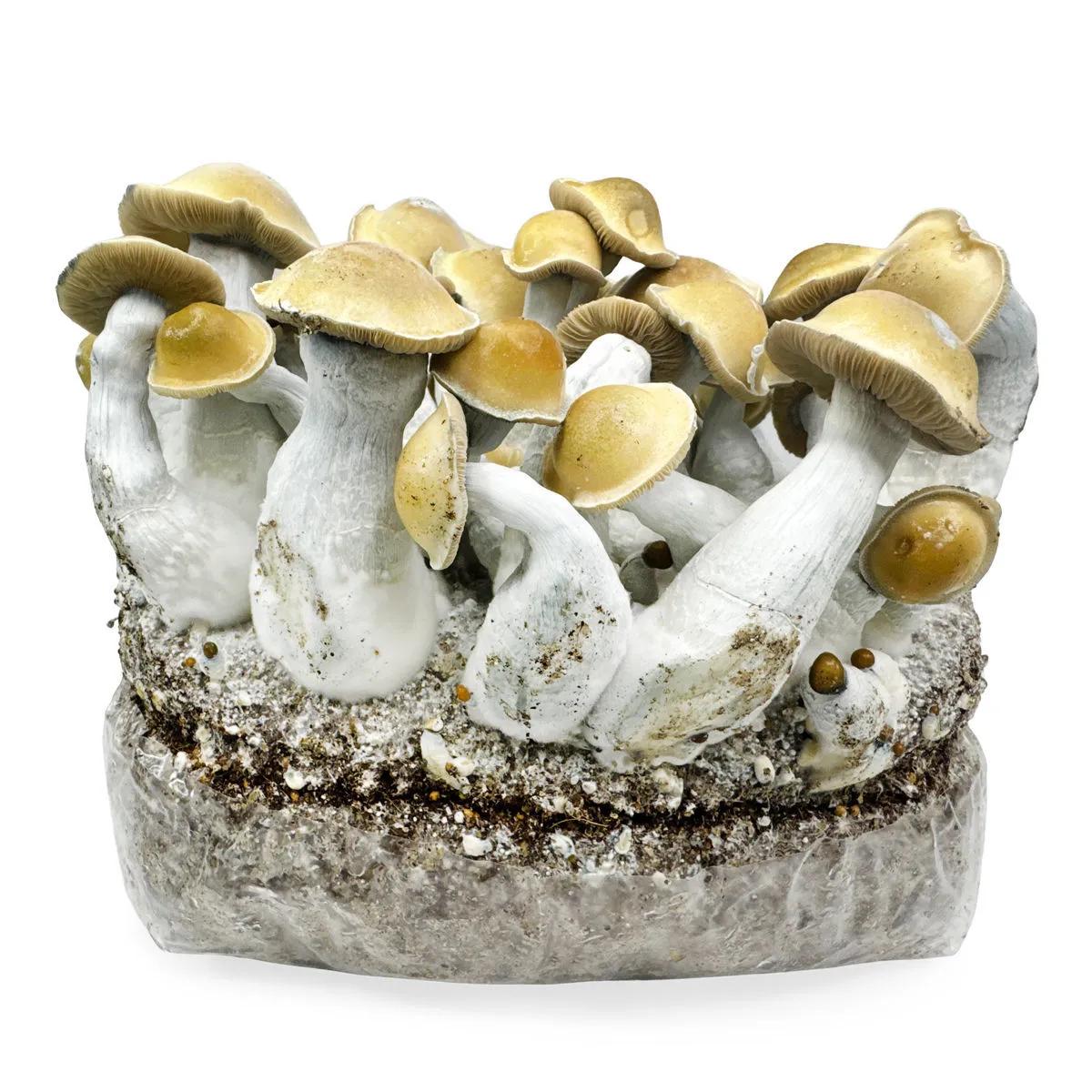 Ready-2-Grow Bag 'Makilla Gorilla'