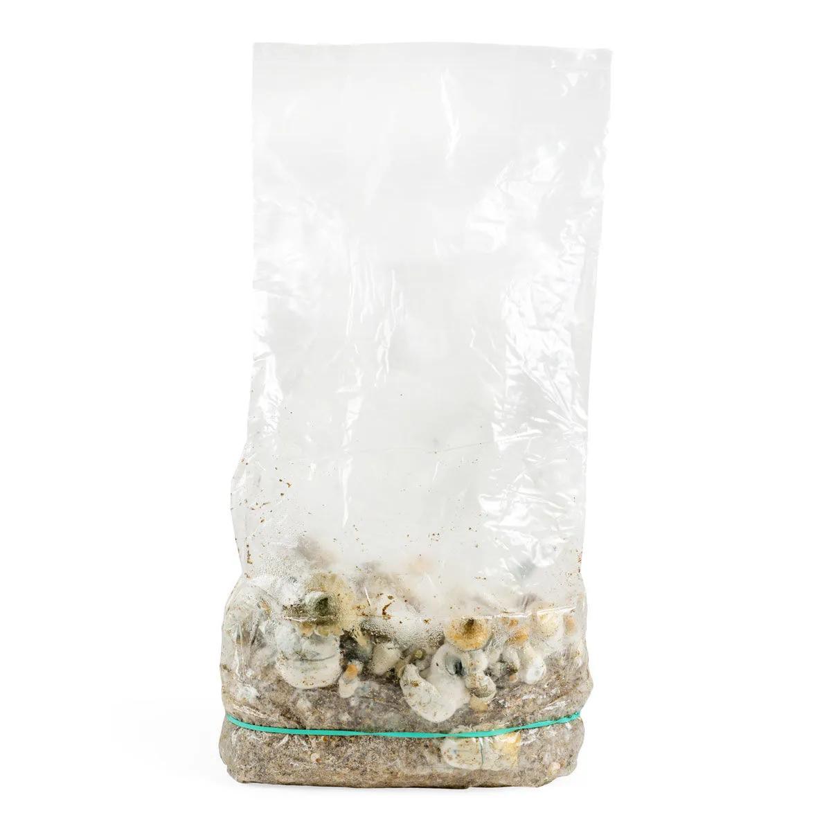Ready-2-Grow Bag 'Makilla Gorilla'