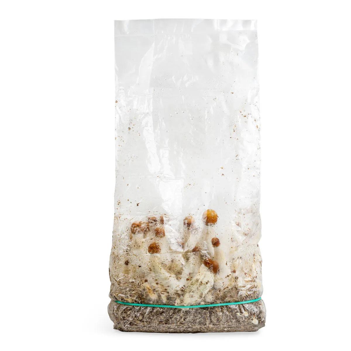 Ready-2-Grow Bag 'MVP'