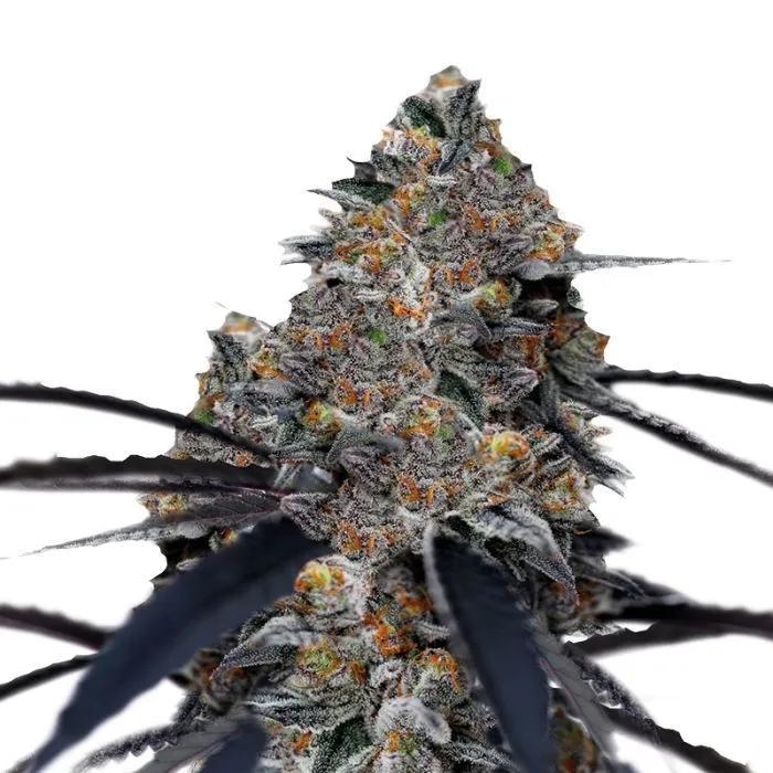 San Fernando Valley x The Purps