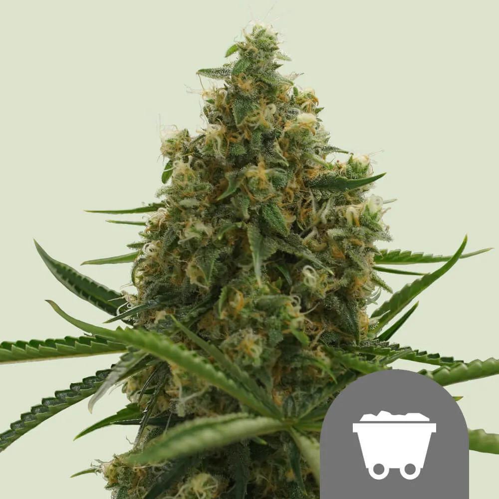 Shining Silver Haze