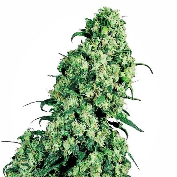 Skunk 1