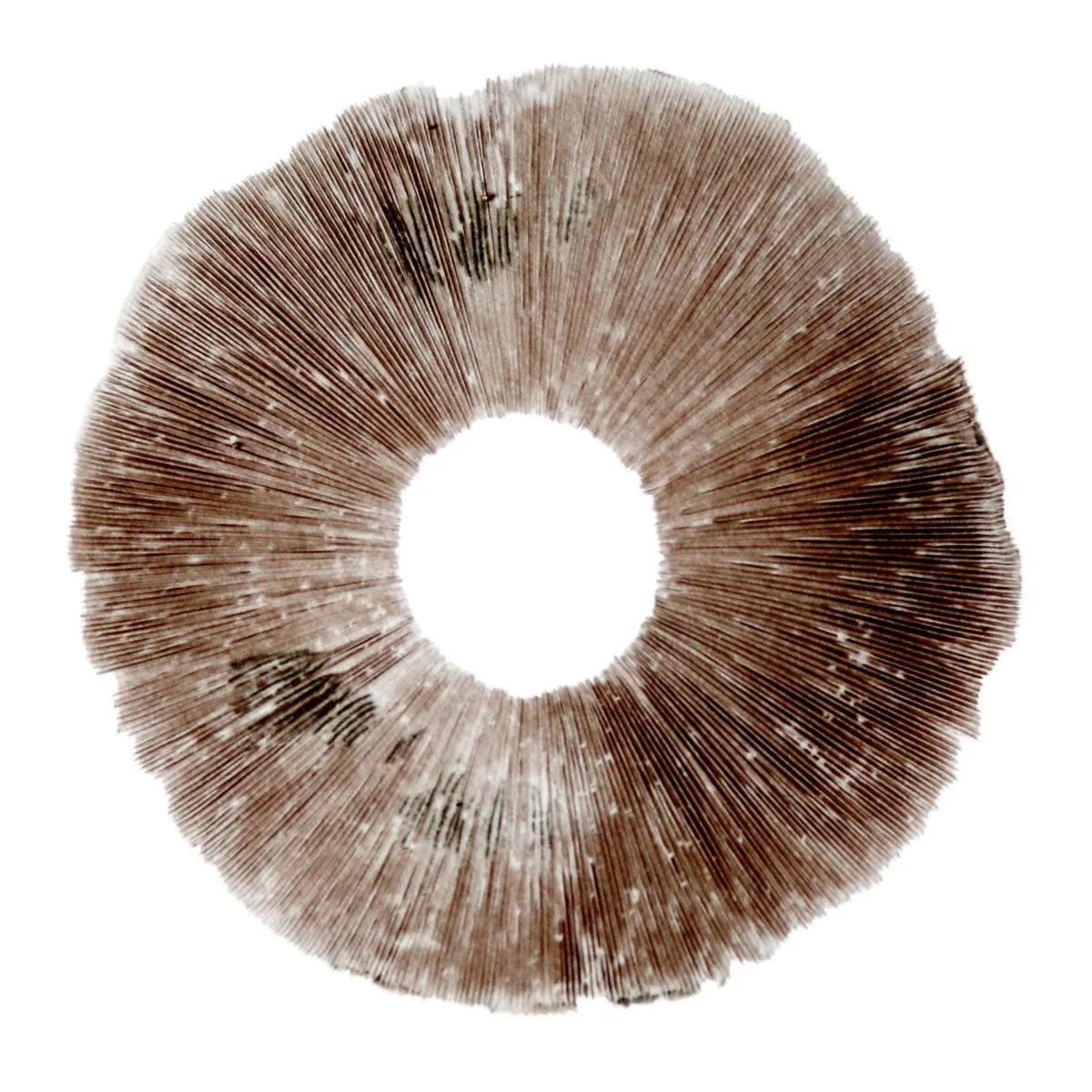 Spore Print Psilocybe cubensis Hawaii (PES)