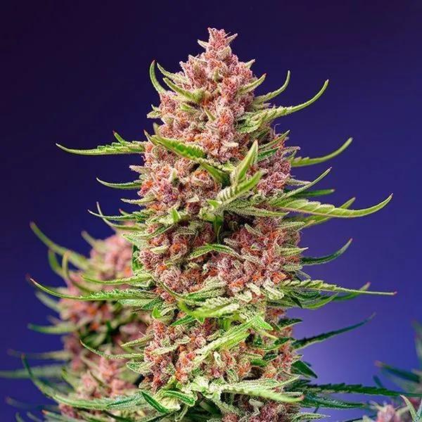 Strawberry Cola Sherbet F1 Fast Version