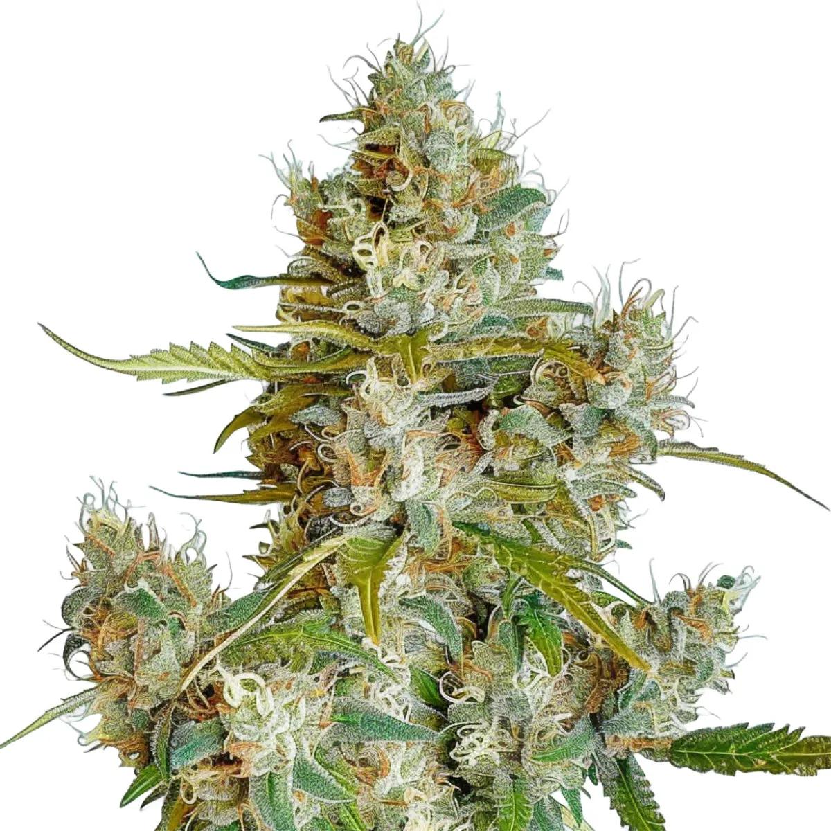 Thai Dream Auto