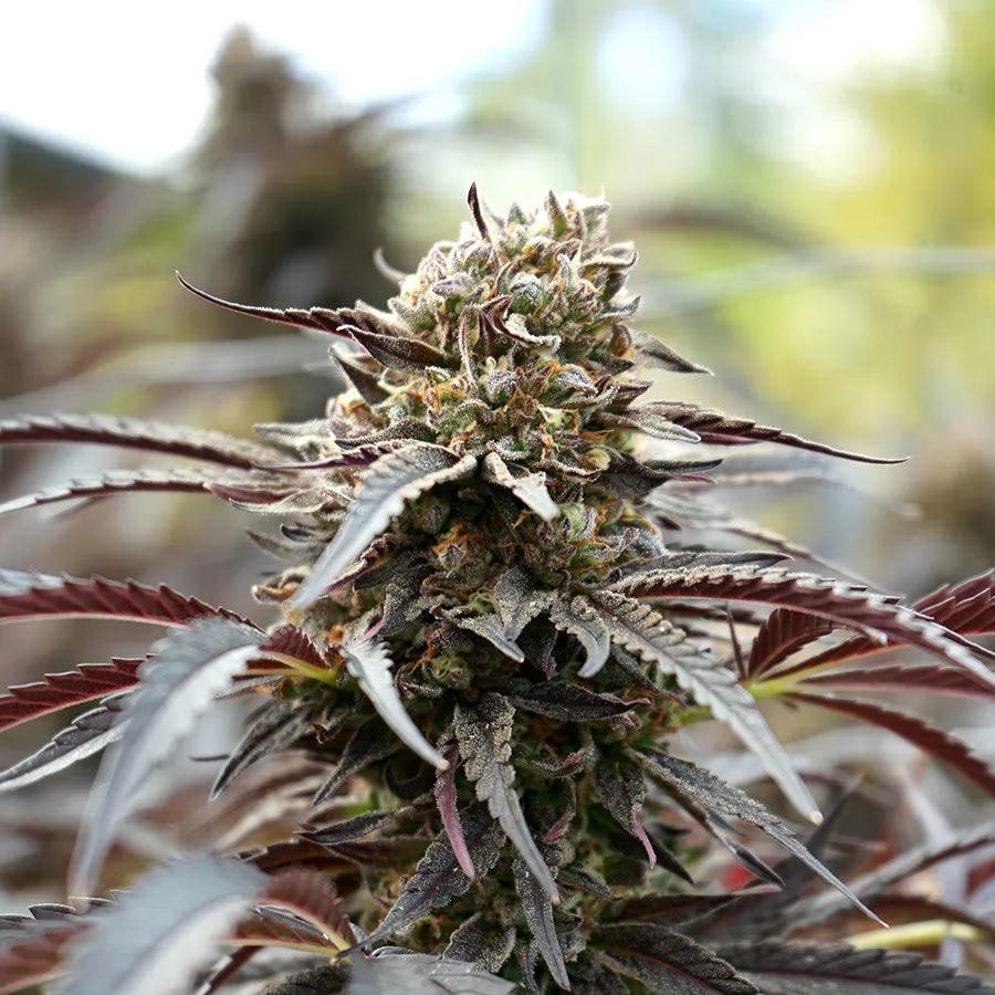 White Runtz Fast Flowering (Humboldt Seed Organization)