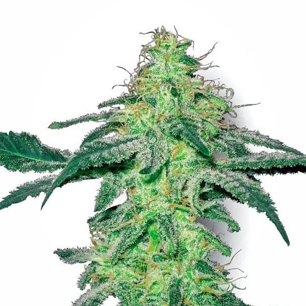 White Skunk