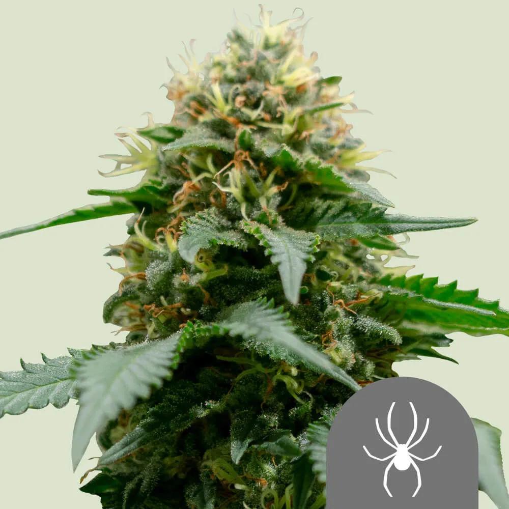 White Widow