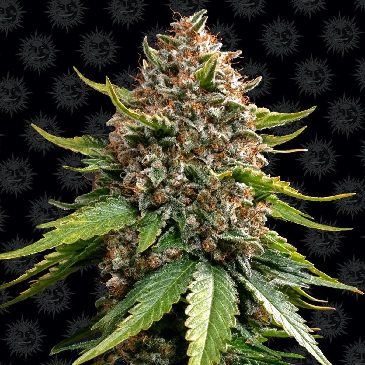 White Widow XXL