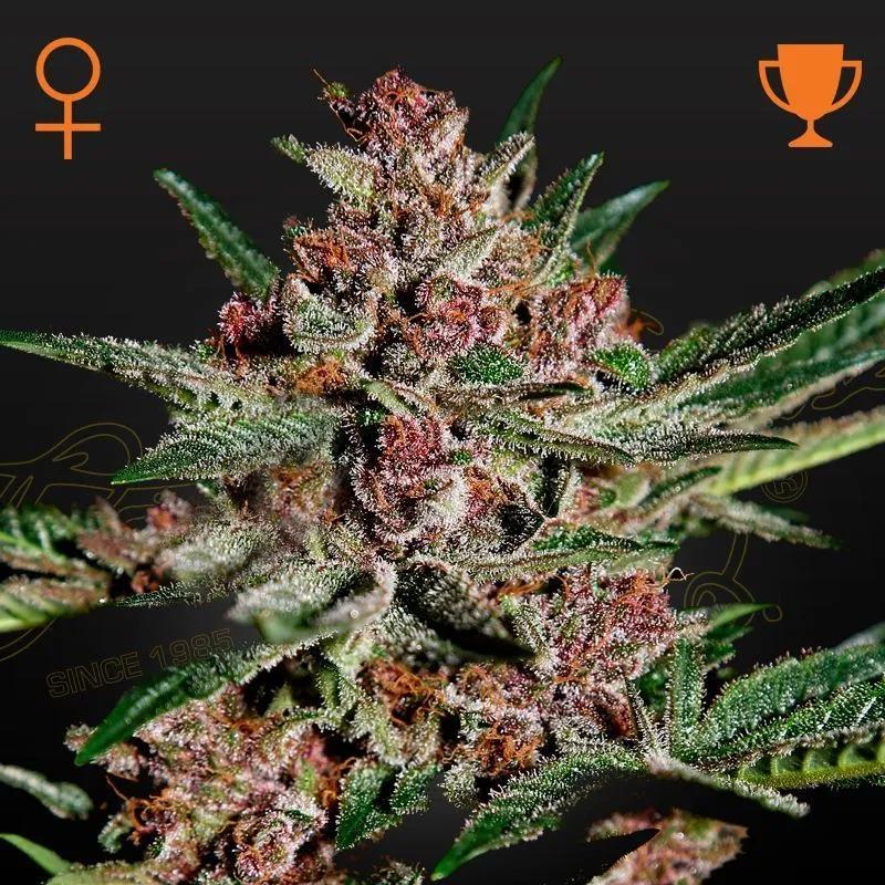 Bubba Kush