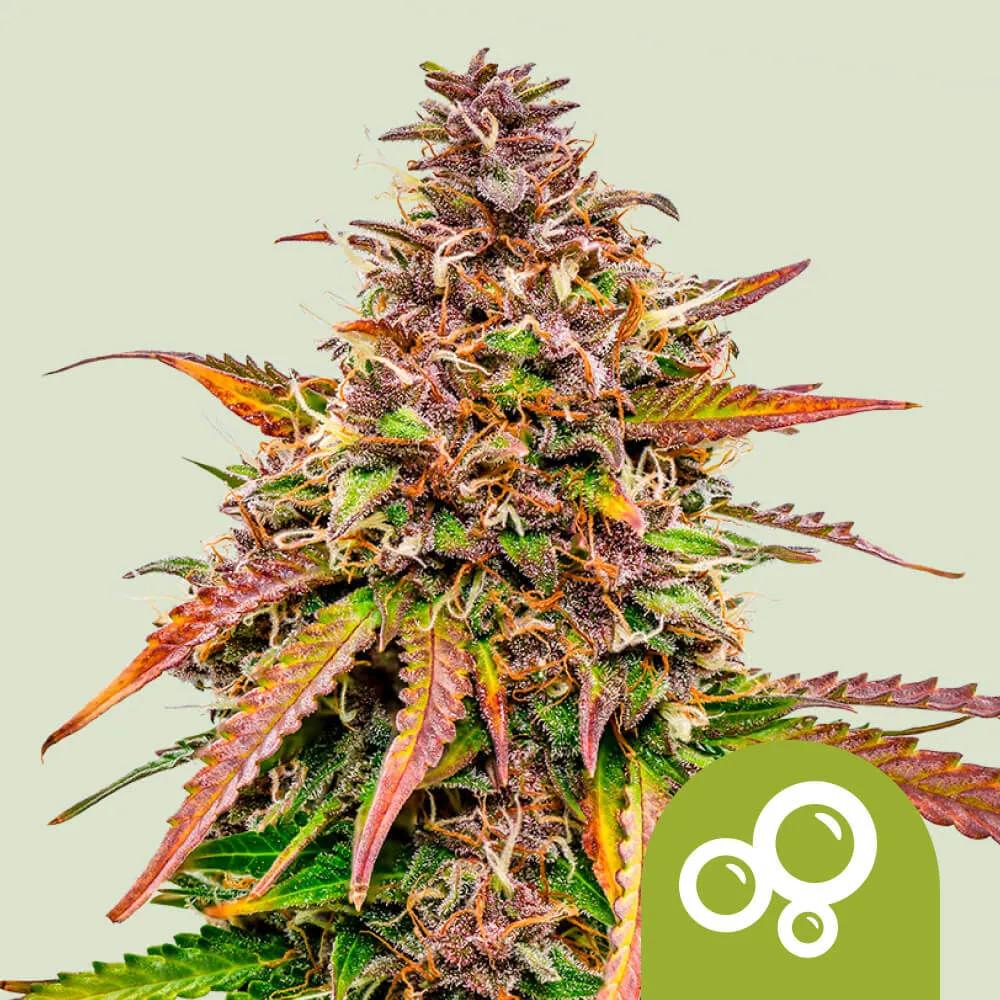 Bubble Kush Autoflower