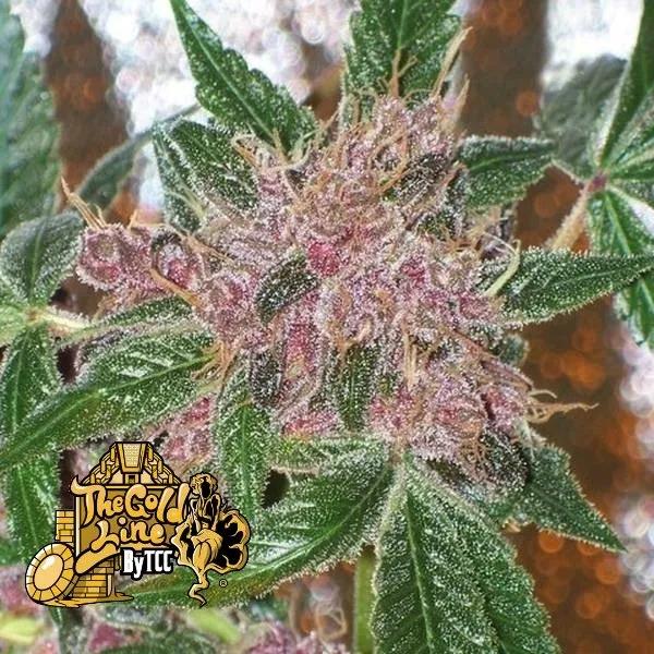 Cherries Jubilee