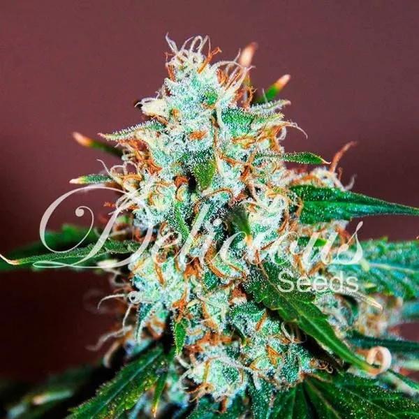 Critical Neville Haze 2.0