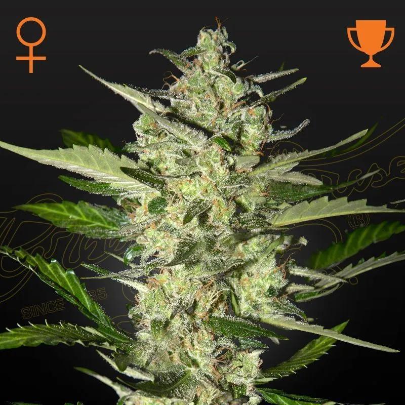 Flowerbomb Kush
