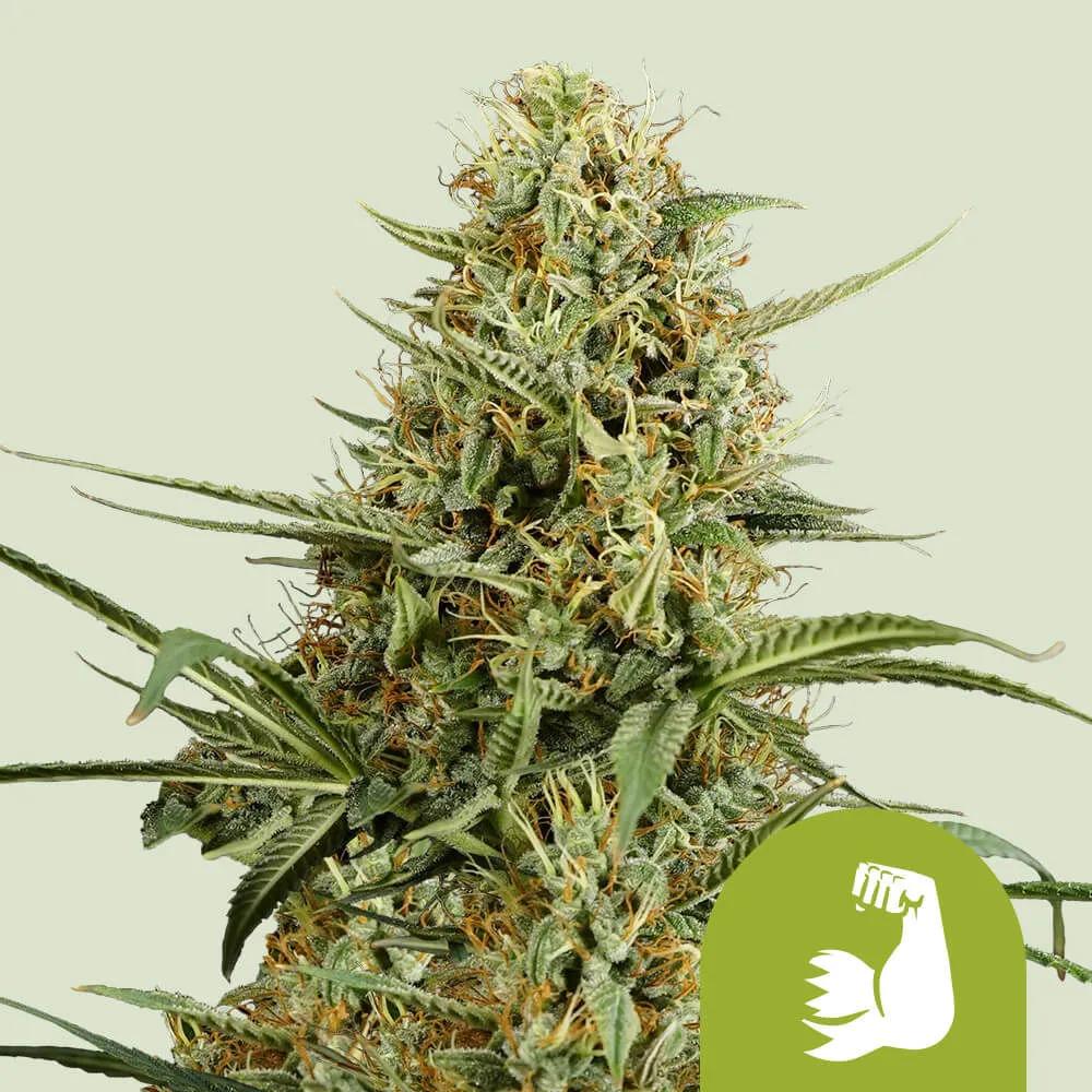 HulkBerry Autoflower
