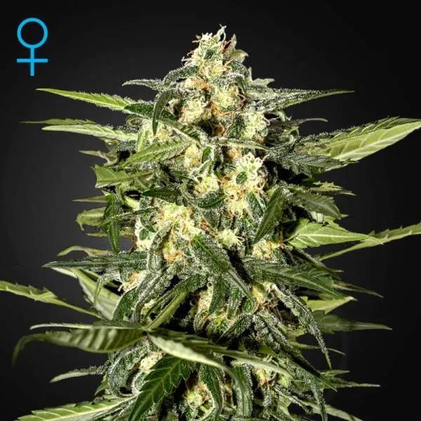 Jack Herer Auto