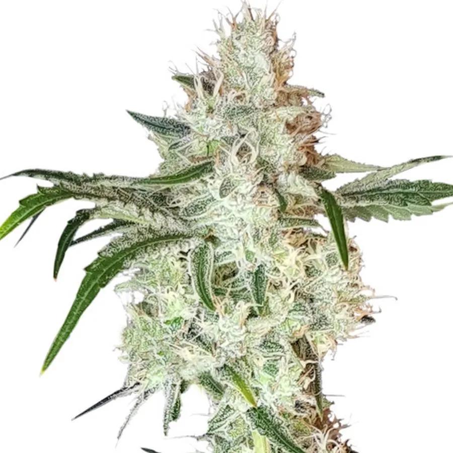 Lemon OG