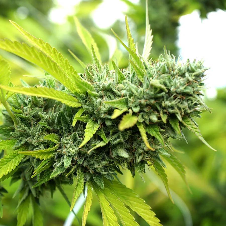 Mango OG Auto (Humboldt Seed Organization)