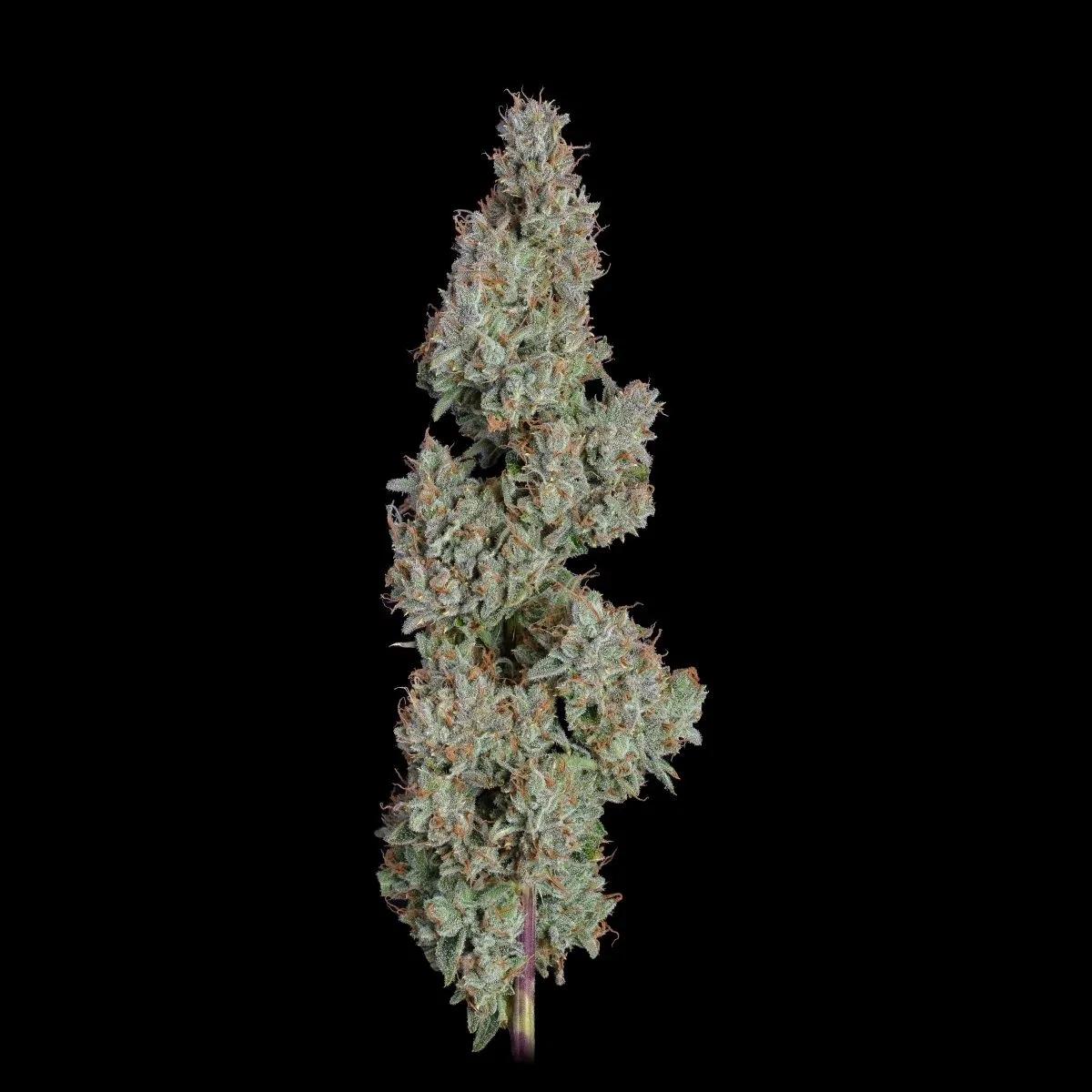 Pineapple Diesel
