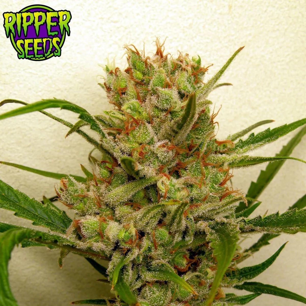 Ripper Haze