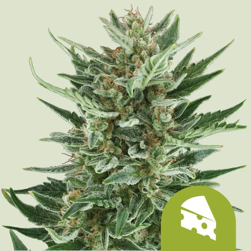 Royal Cheese Autoflower