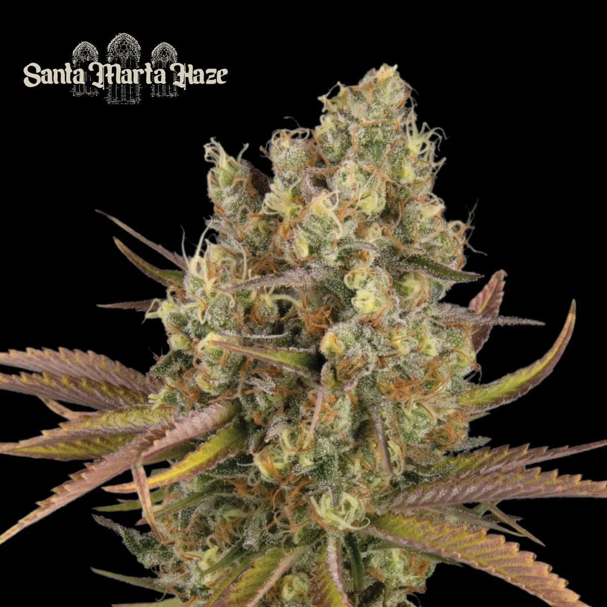 Santa Marta Haze Auto (Seedstockers)